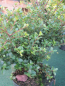 Preview: Ilex crenata Shogun 1